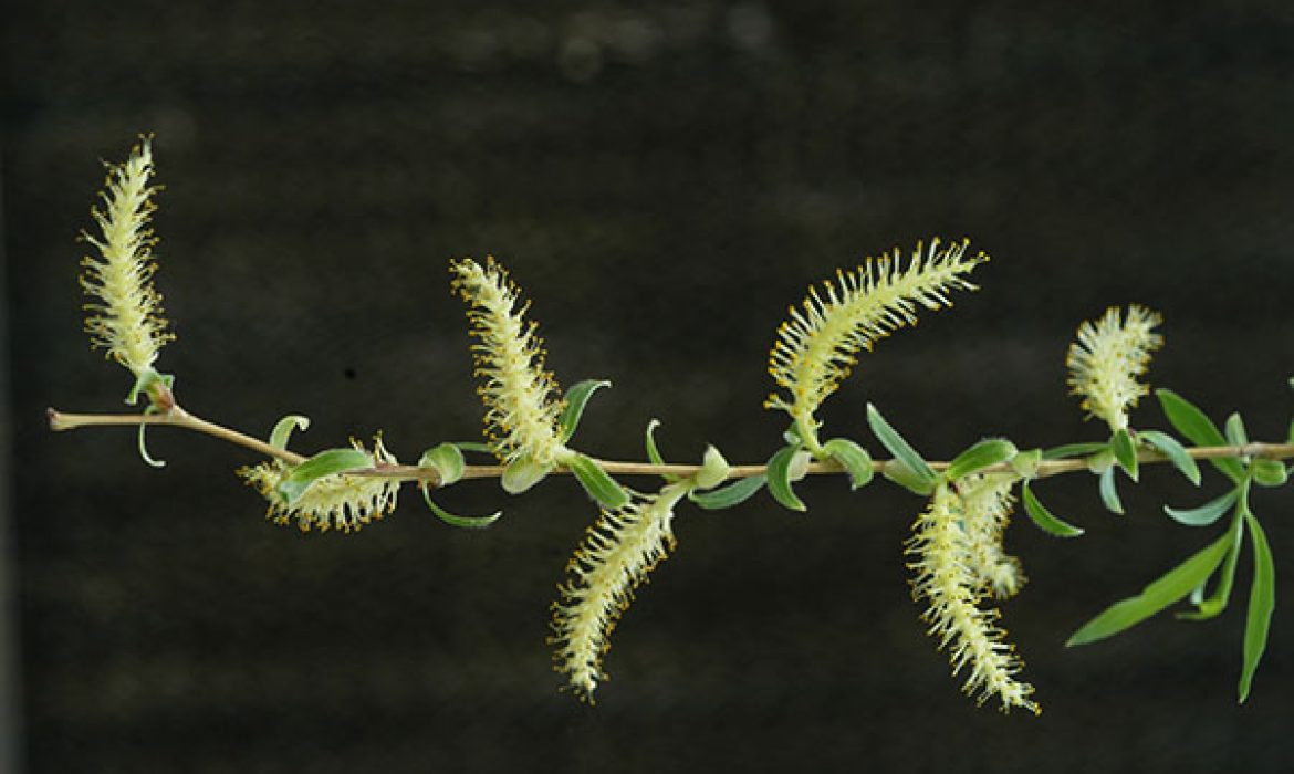 Salix-alba-flowers-JFadj